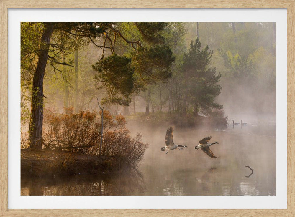 Ganzengevecht | Poster