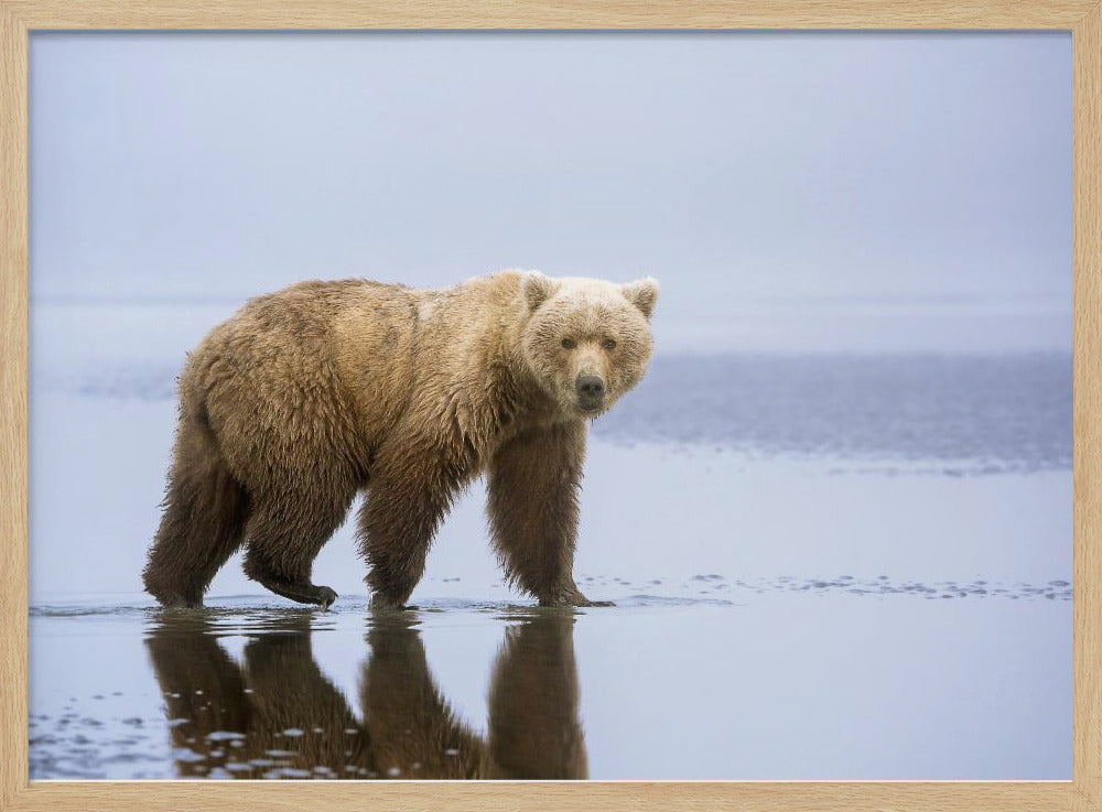 De Berenwandeling | Poster