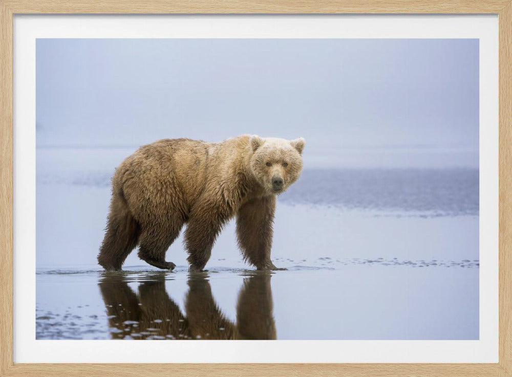 De Berenwandeling | Poster