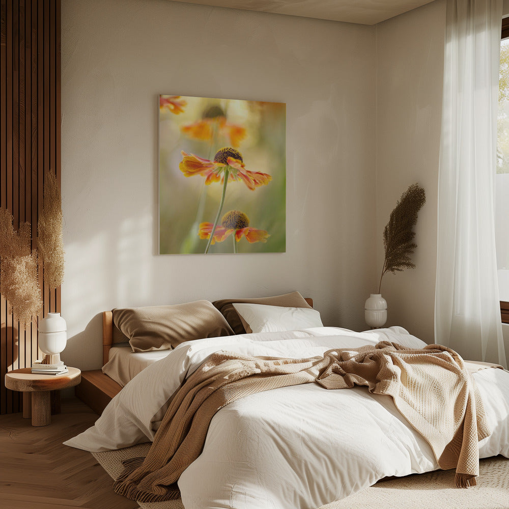 Helenium | Canvas