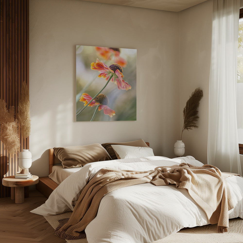 Helenium* | Canvas