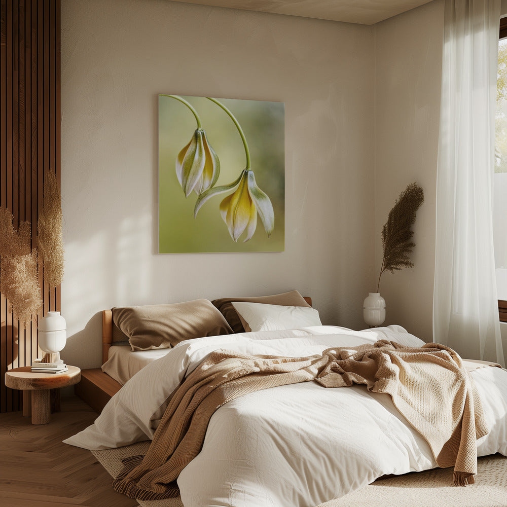Tulipa | Canvas