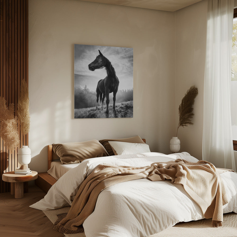 Backlight horse | Canvas
