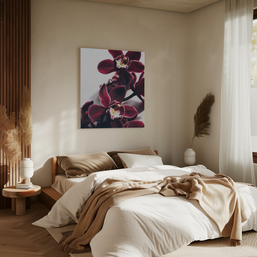 Fluwelen orchidee schemering | Canvas