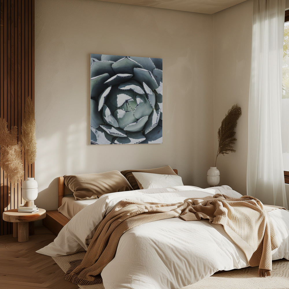 Agave Spiraaldans | Canvas