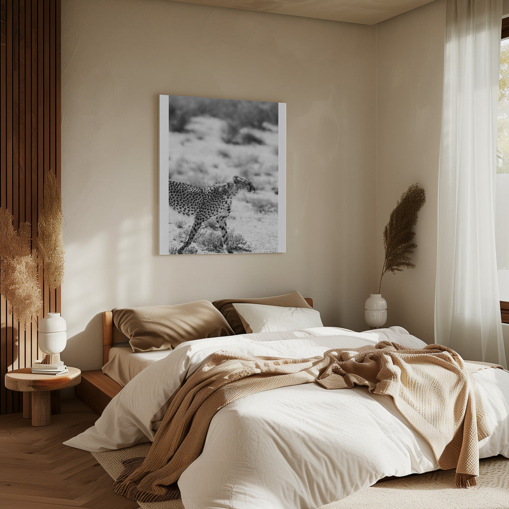 Een wandelende cheeta | Canvas