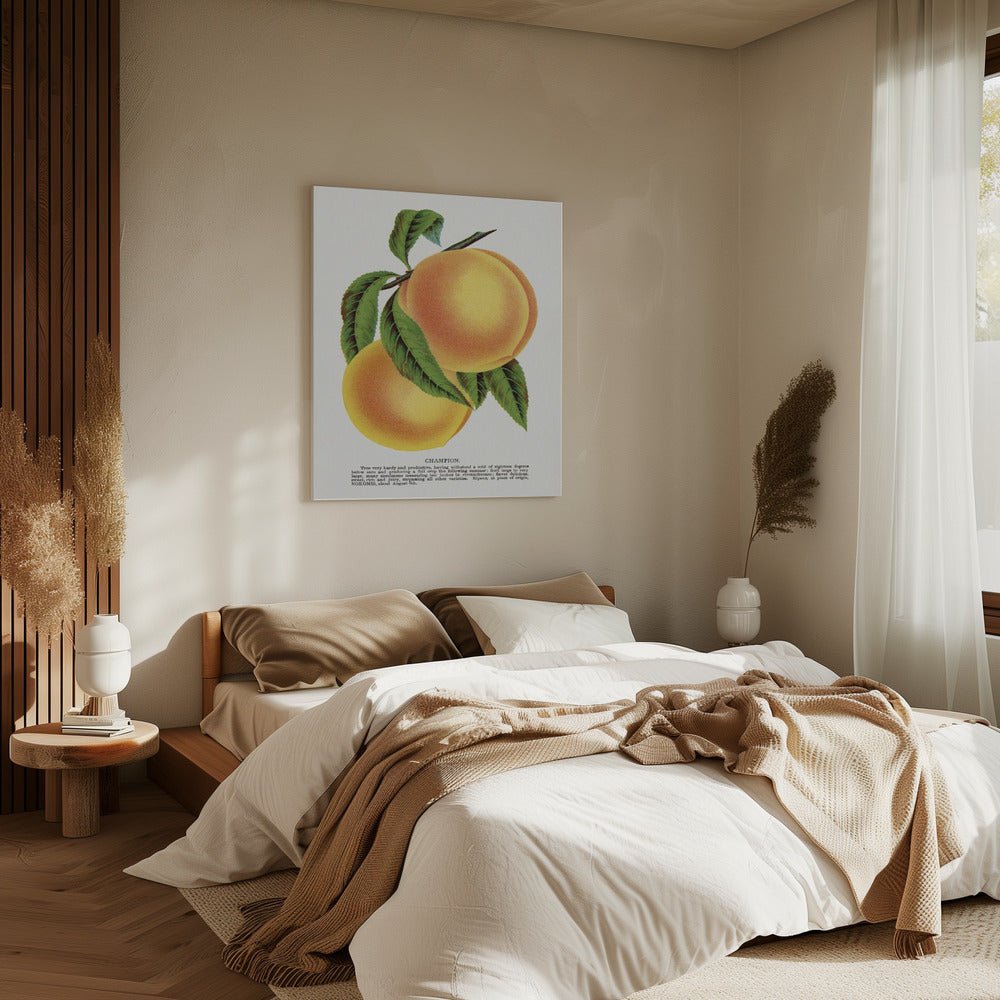 Champion Plum Lithograph | Canvas