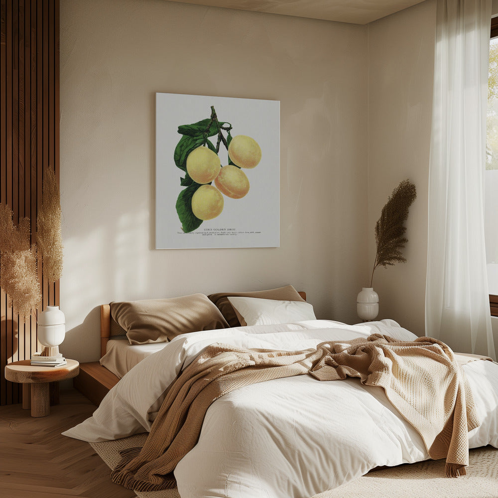 Coe's Golden Drop Plum Lithografie | Canvas