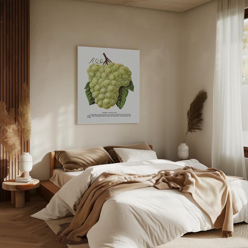 Groene bergdruiflithografie | Canvas