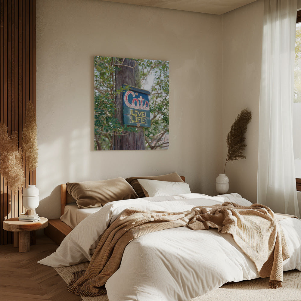 Katten uit New Orleans | Canvas