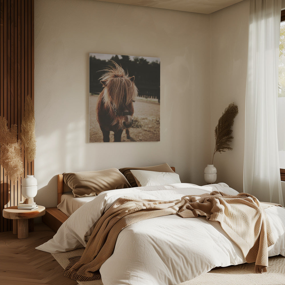 Pony met een ruige manen | Canvas