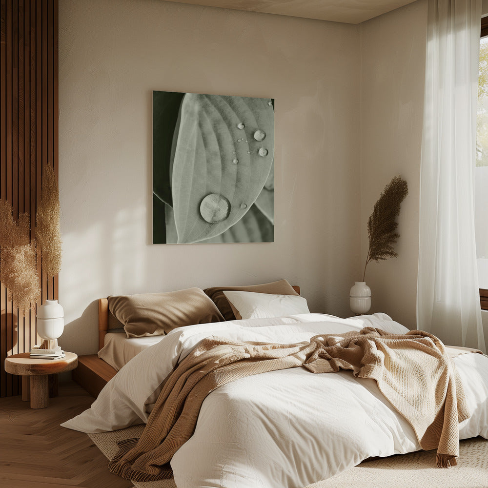 Dauw op blad elegantie | Canvas