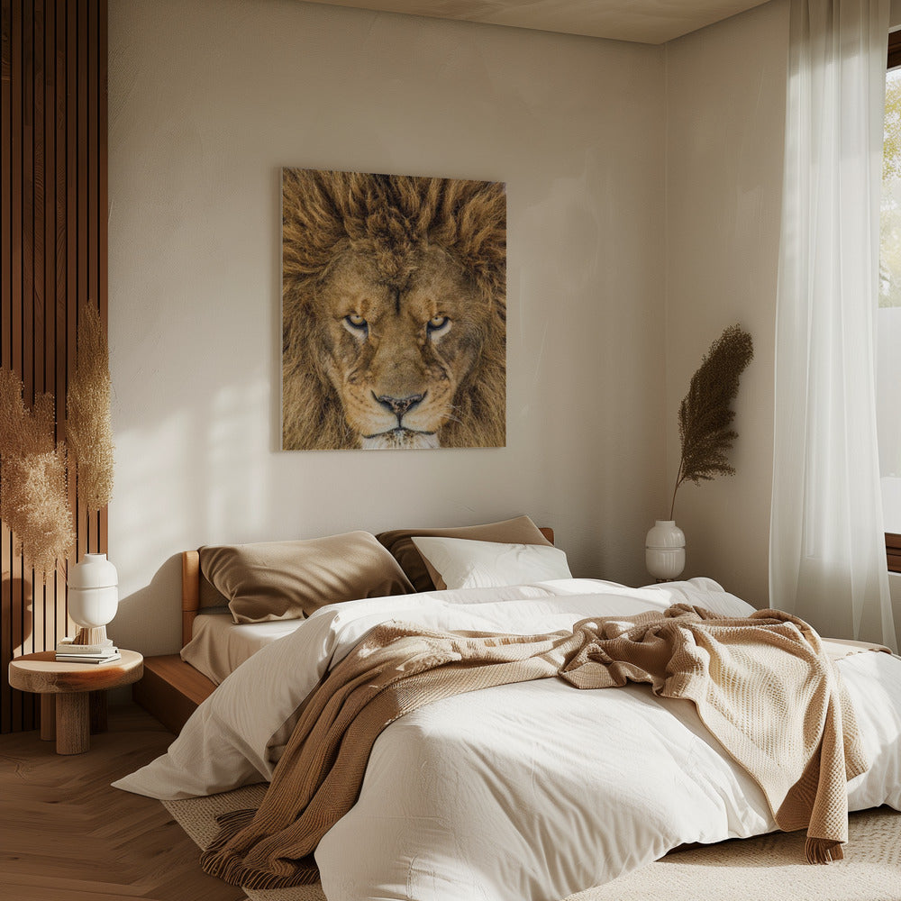 Serieuze Leeuw | Canvas