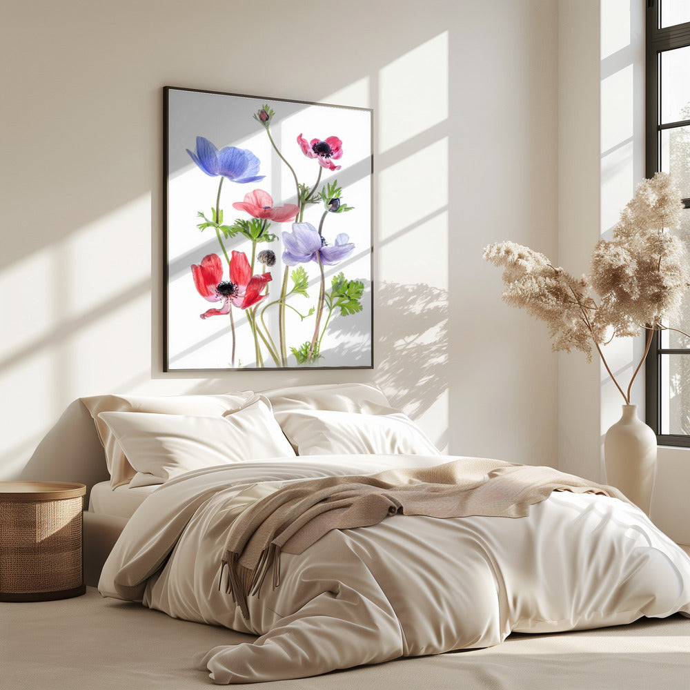 Anemoon van Caen | Poster