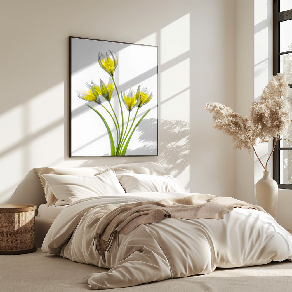 Tulp | Poster