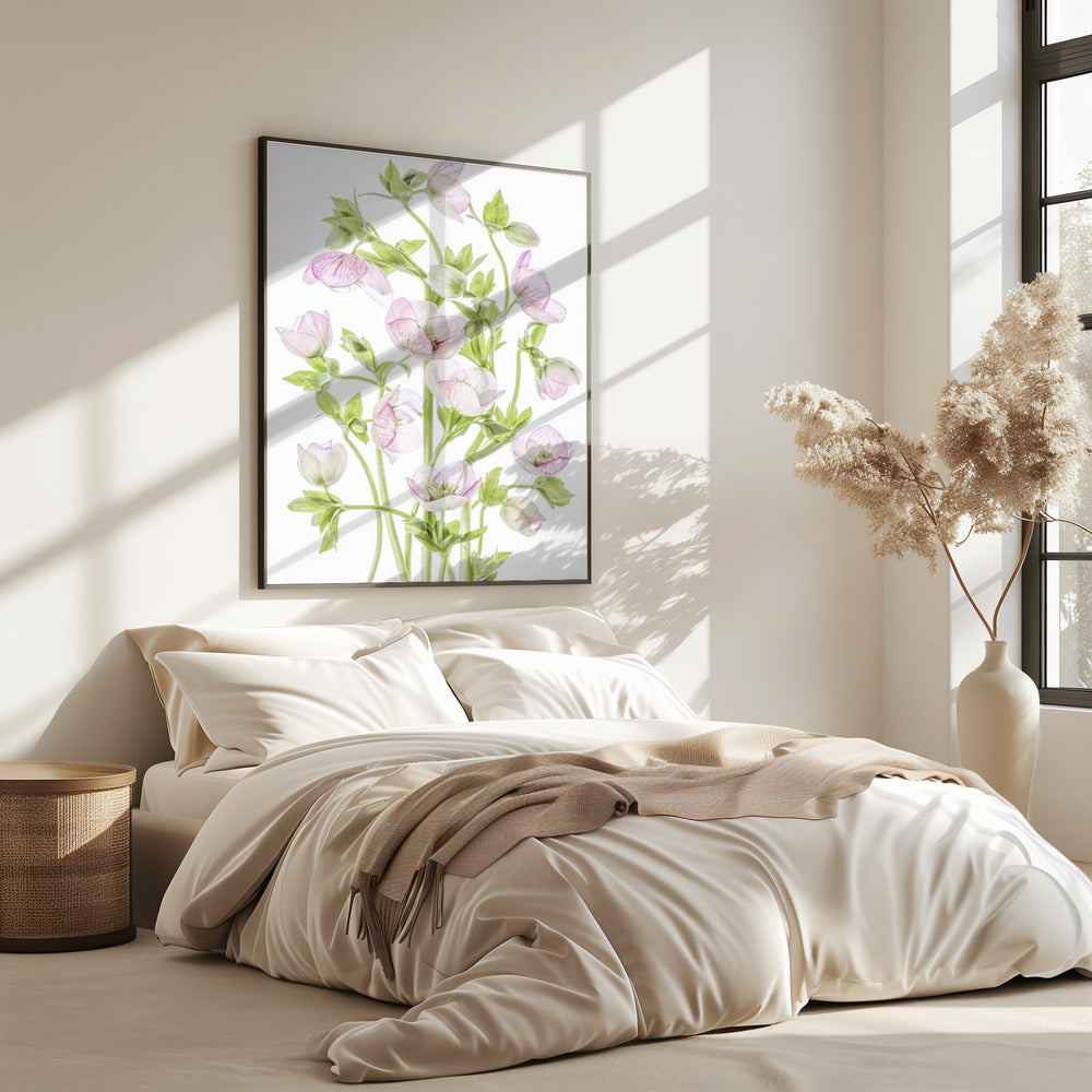 Helleborus | Poster