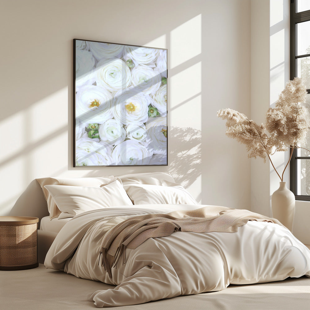 Zuiver witte ranonkel | Poster