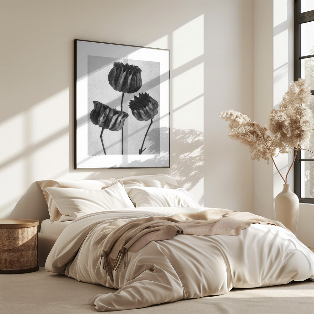 Abutilon (Limoenkaasjeskruid | Poster