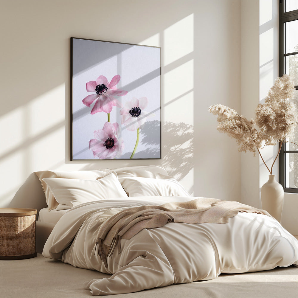 Lichtroze ranonkelbloemen | Poster