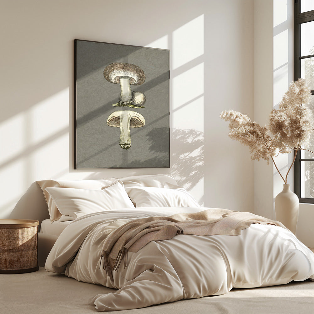 Paddenstoelen | Poster