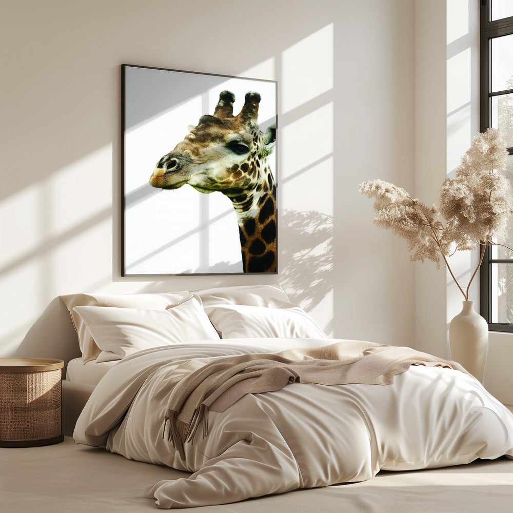 Giraffe's Graceful Gaze | Poster