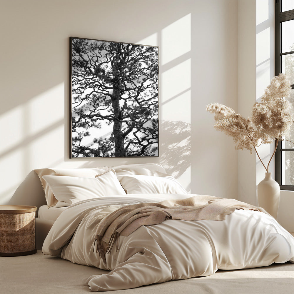 Silhouet van een draaiende boom | Poster
