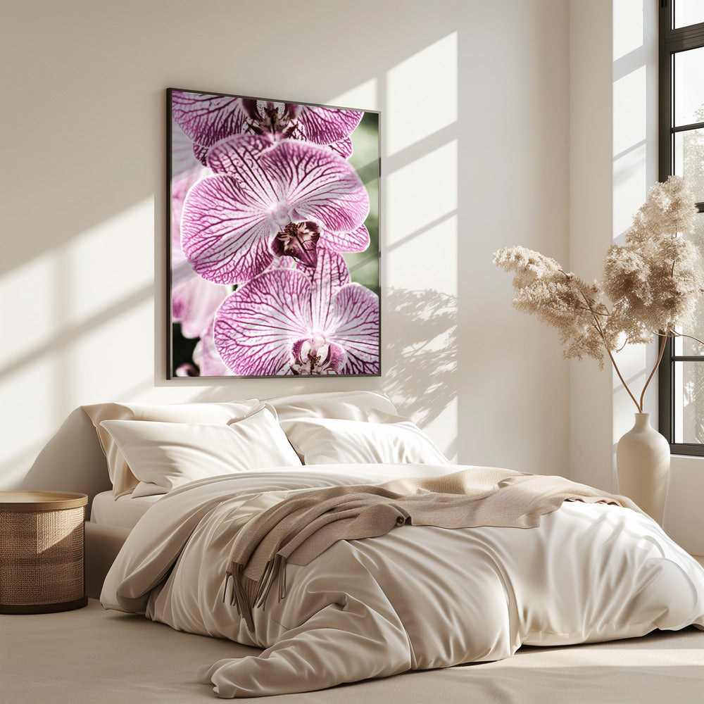 Tijgerbloei | Poster