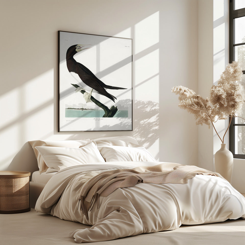 Jan-van-gent uit Birds of America (1827) | Poster