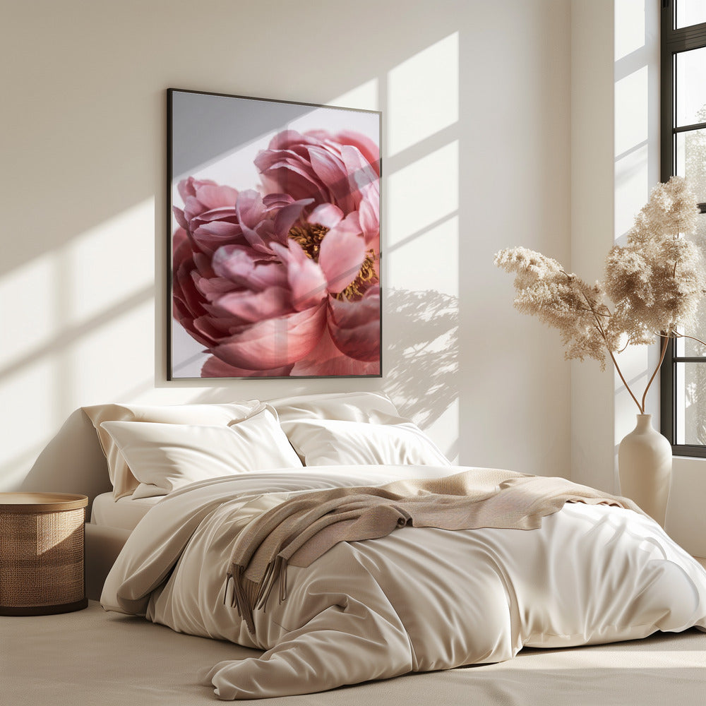 Peony | Poster