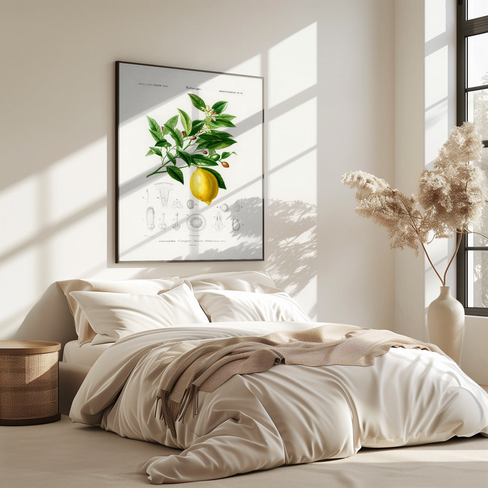 Lemon (citrus Limonium) | Poster