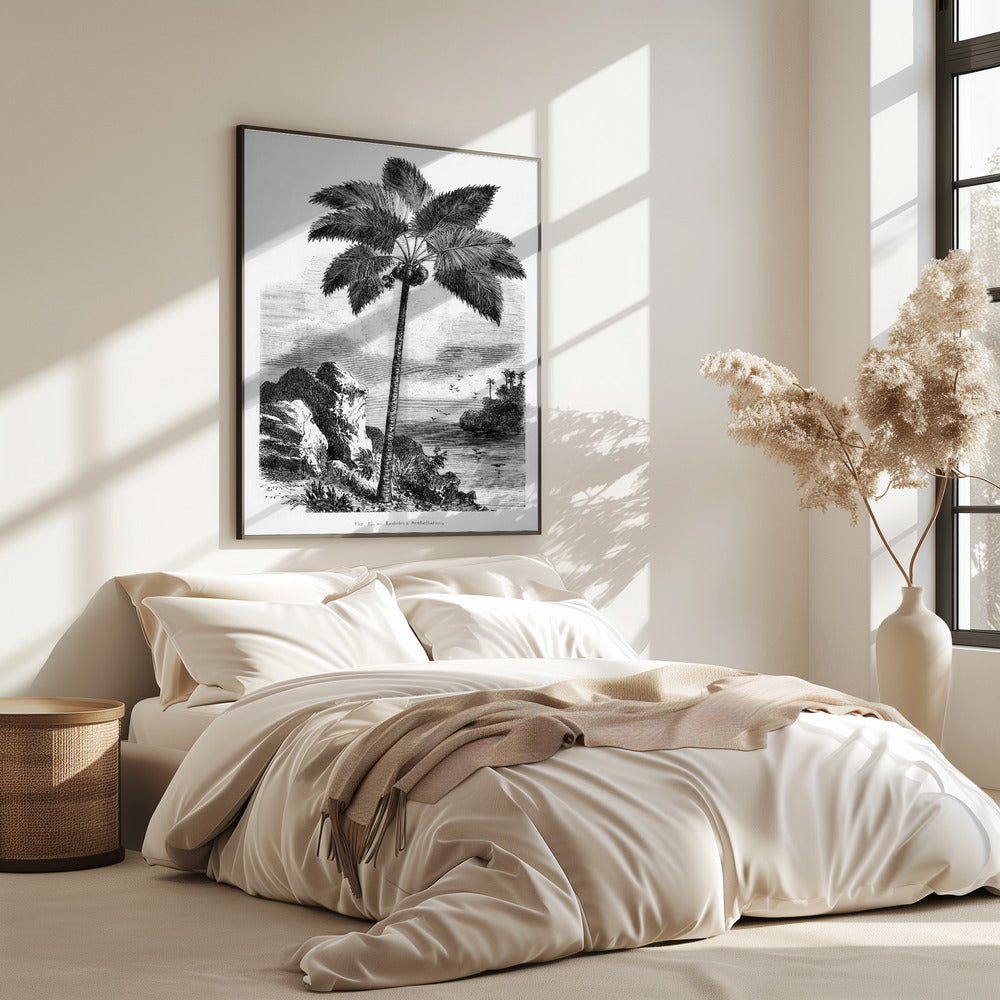 Vintage palmboom tekening I | Poster