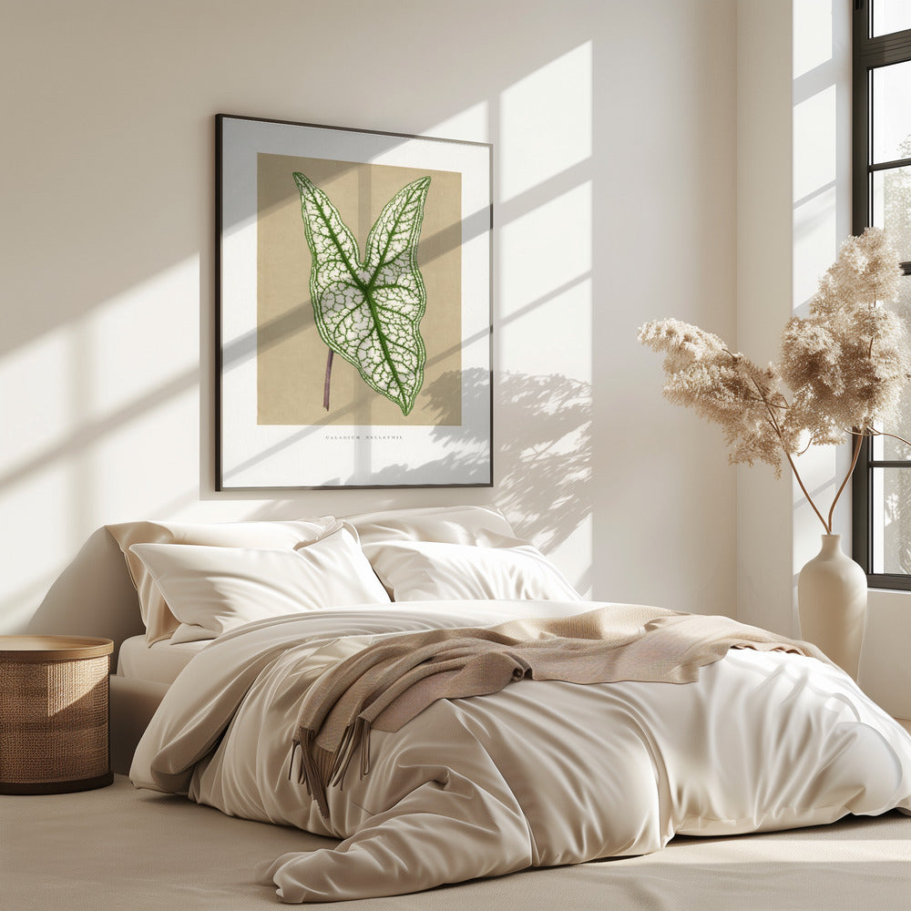 Green Caladium Belleymii Leaf Illustration | Poster