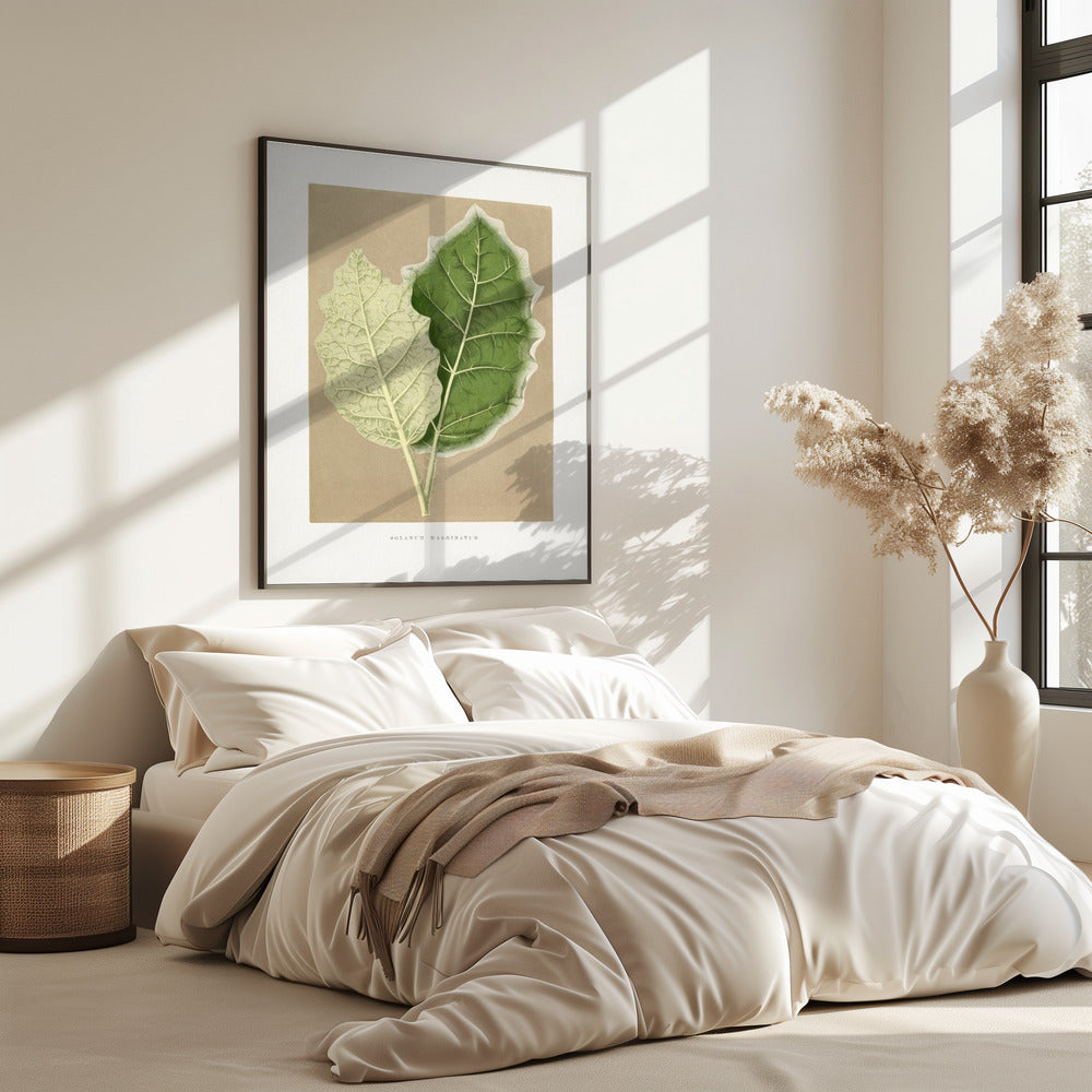 Green Solanum Marginatum Leaf Illustration | Poster