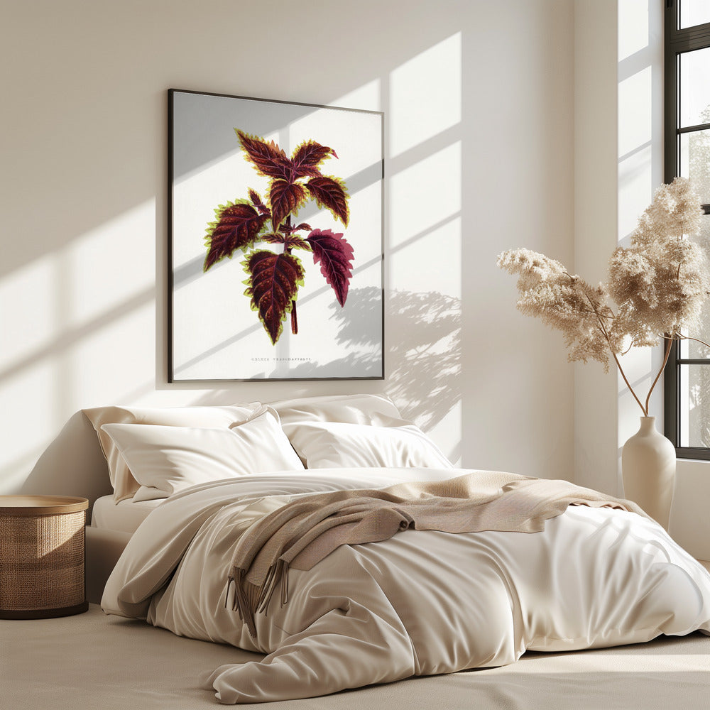 Pink Coleus Leaf Illustration | Poster