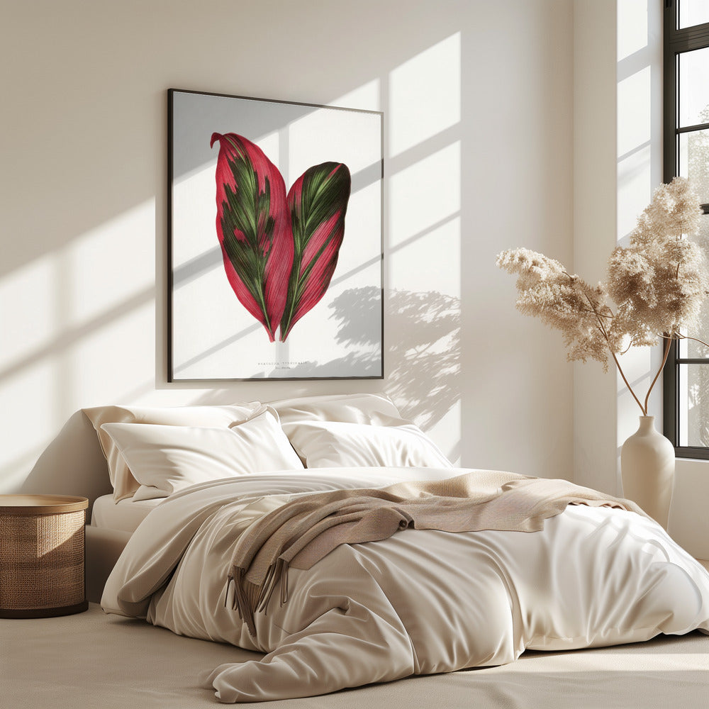 Roze Dracaena Terminalis bladillustratie | Poster