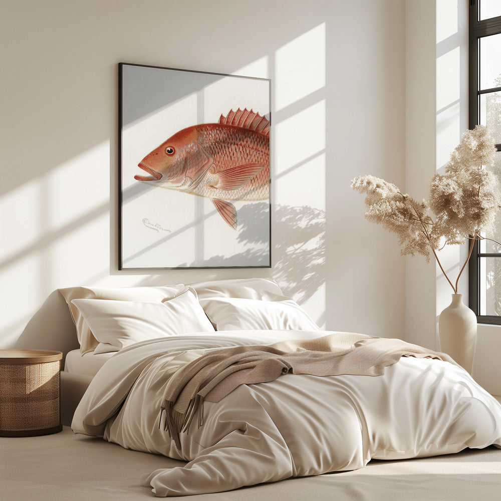 Red Snapper | Poster