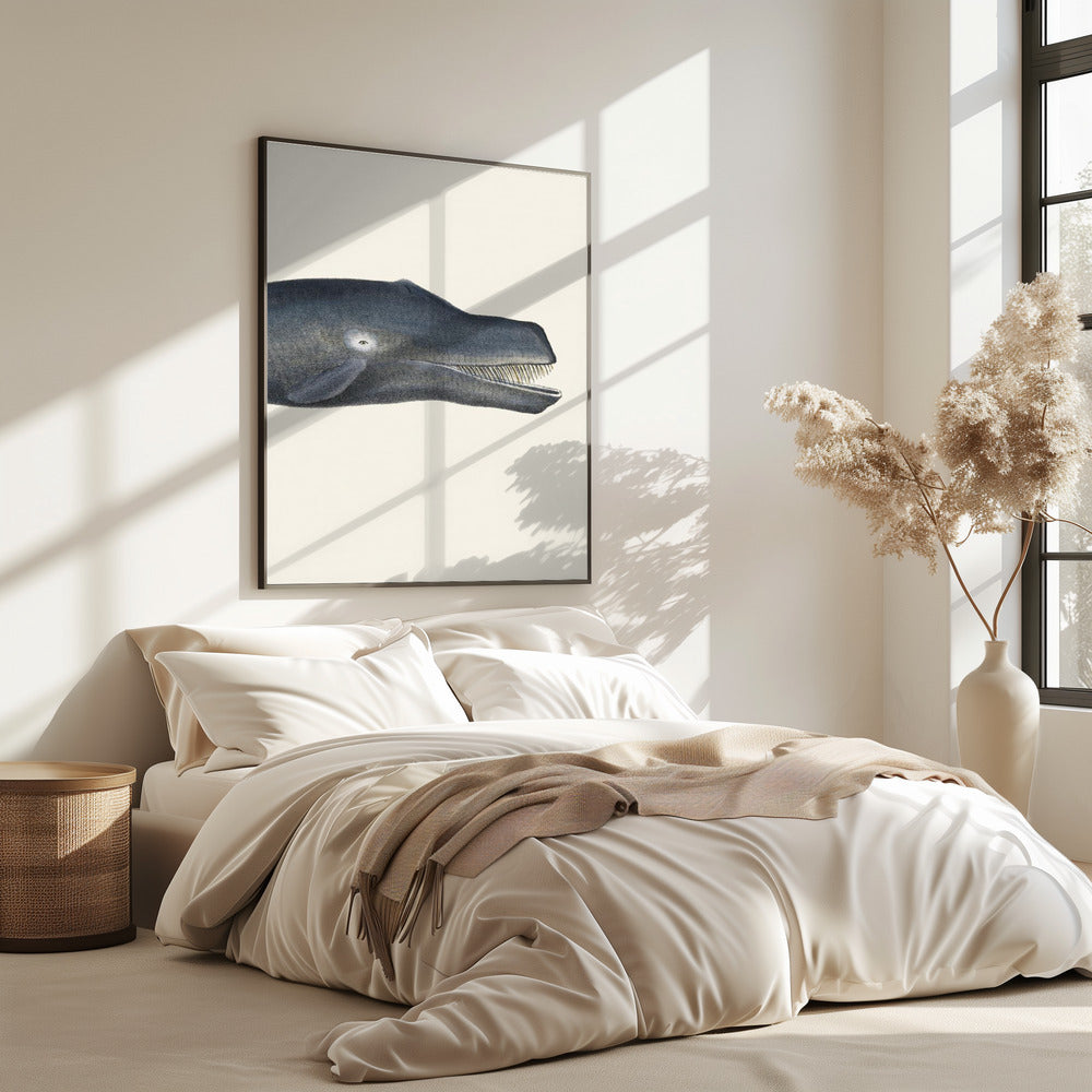 Walvis I Dichte Bijsnijding Handgekleurde Zeeleven Lithografie 1824 | Poster