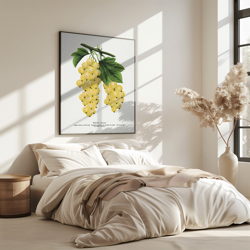 Witte druivenlithografie | Poster