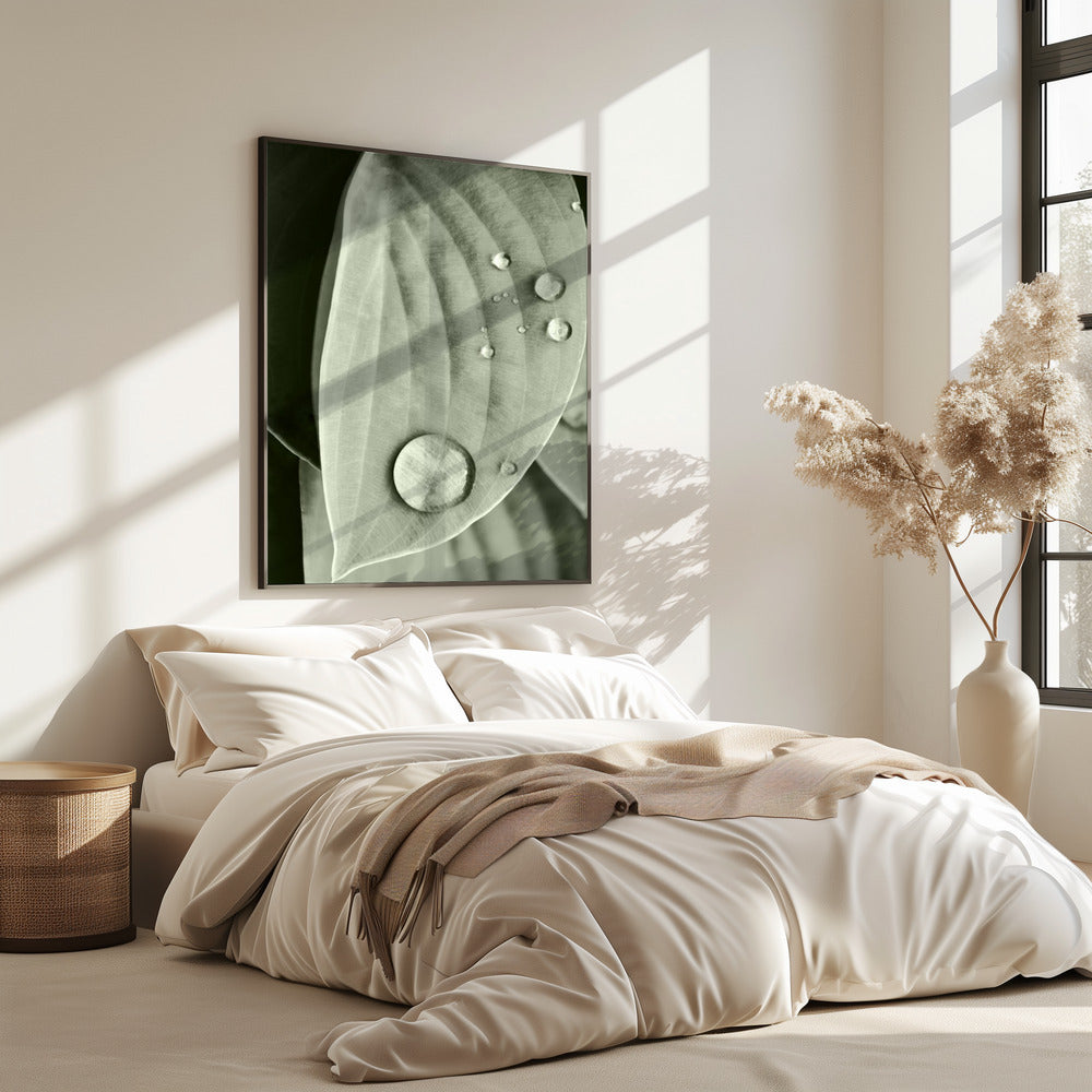 Dauw op blad elegantie | Poster