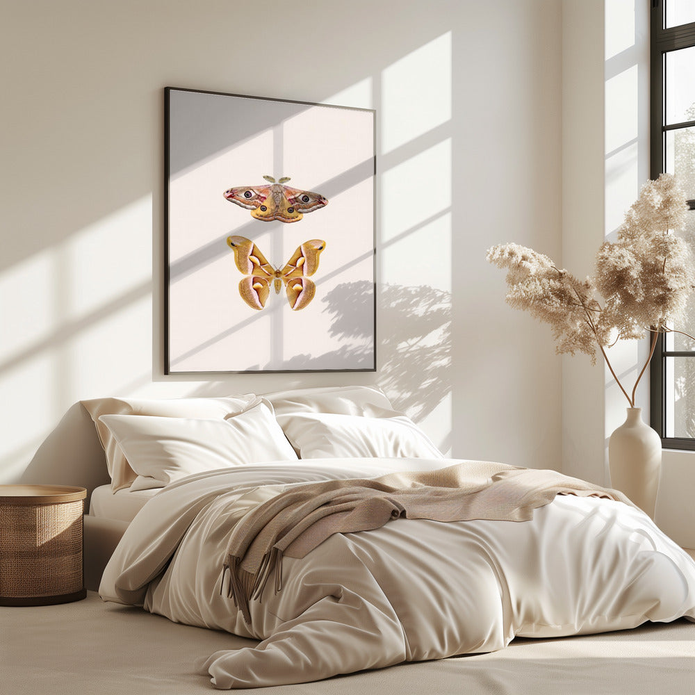 Moths | Poster
