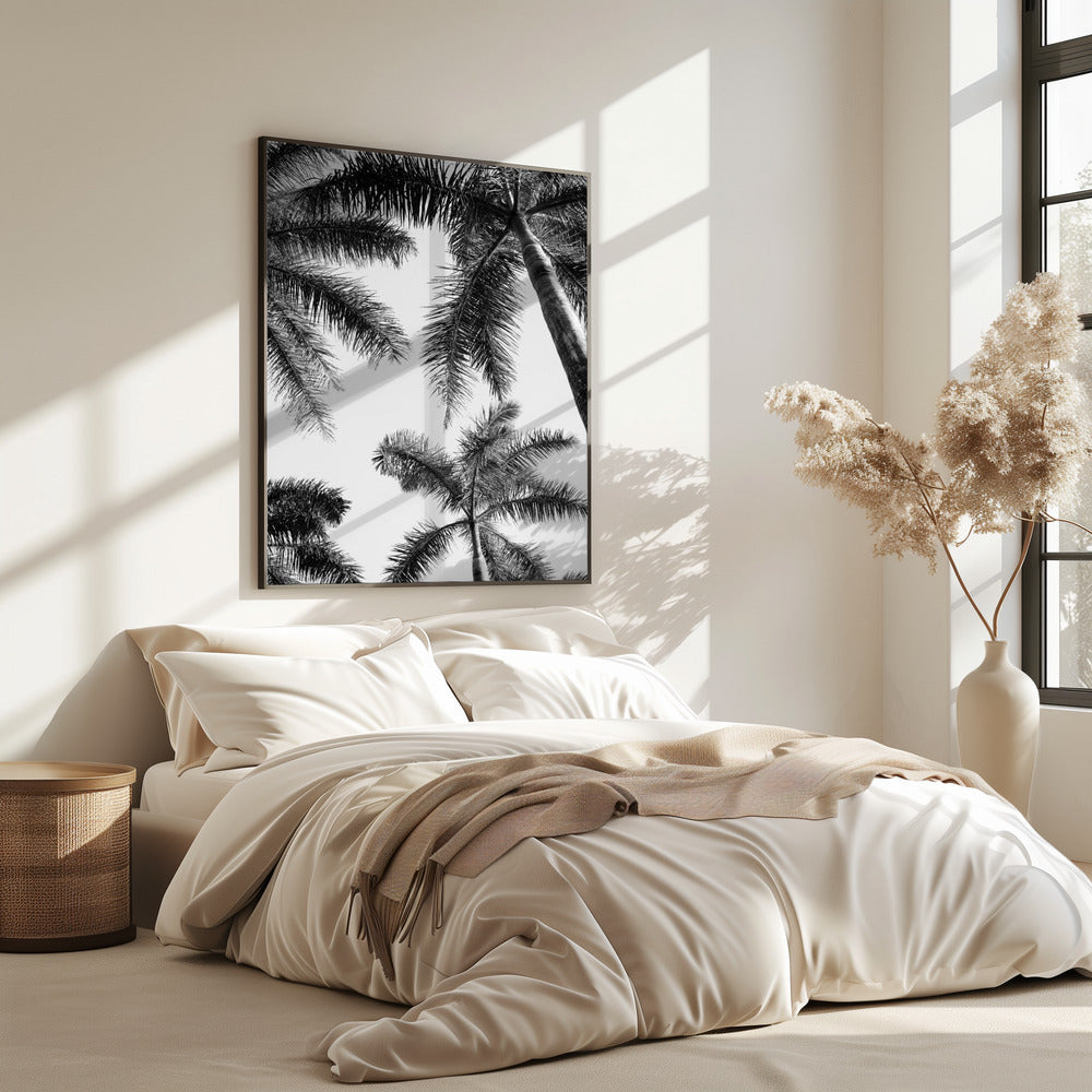 Zwart-witte palmboom | Poster