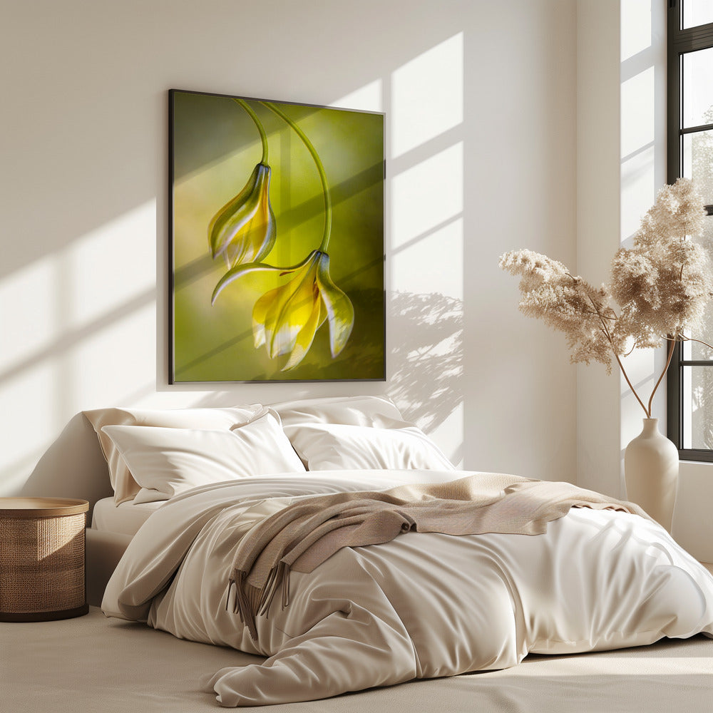 Tulp | Poster