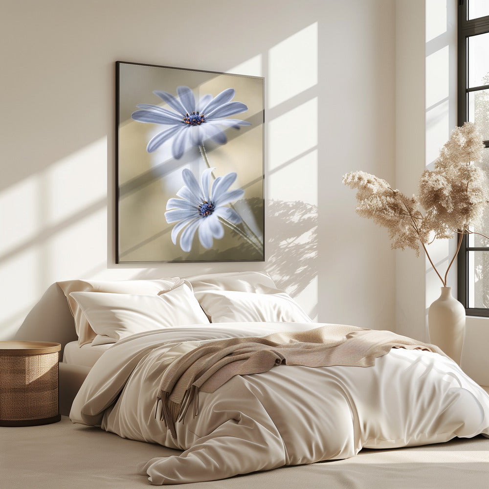 Kaapse madeliefjes | Poster