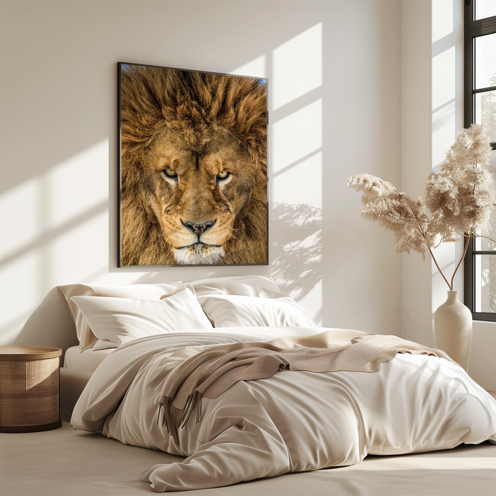Serieuze Leeuw | Poster