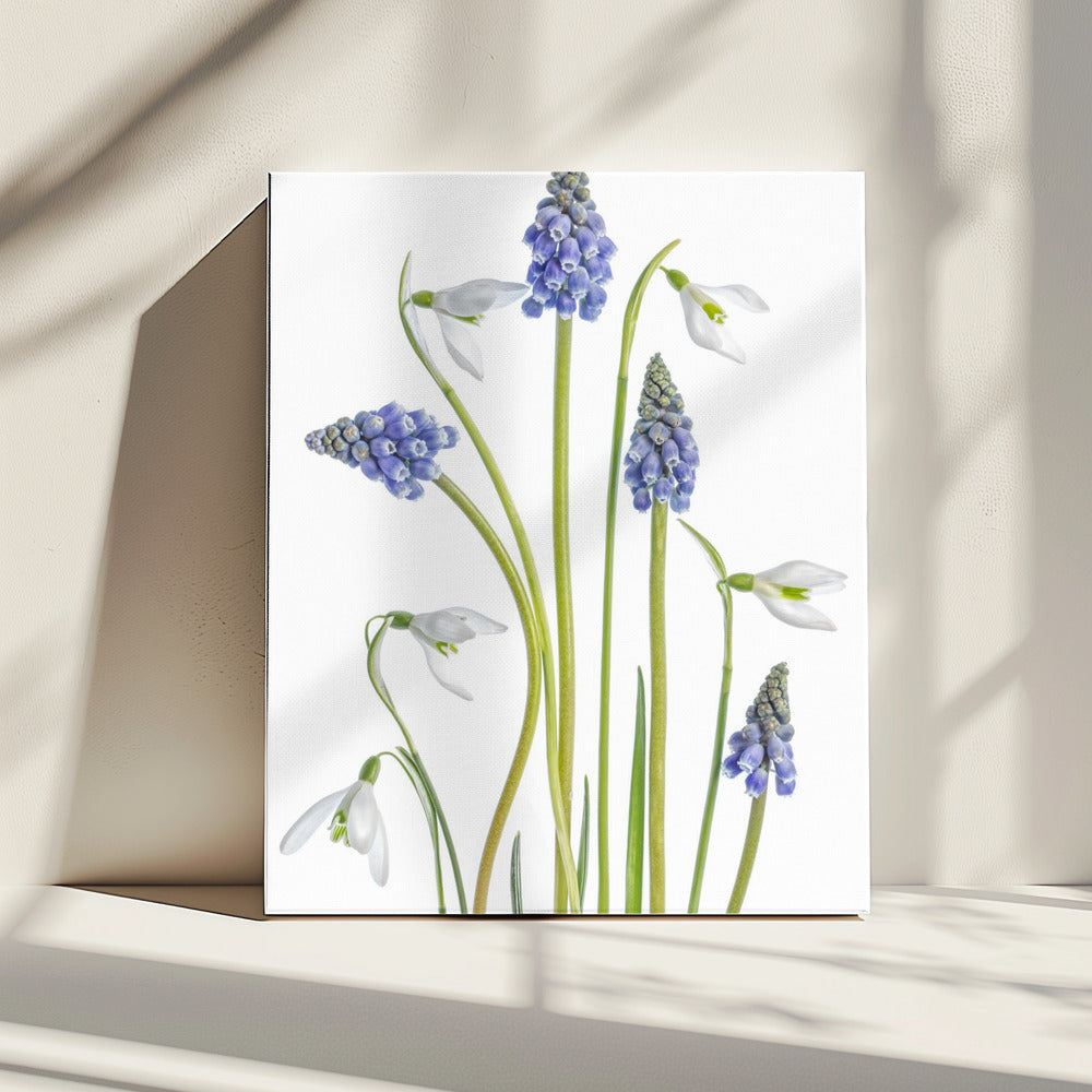 Muscari en Galanthus | Canvas