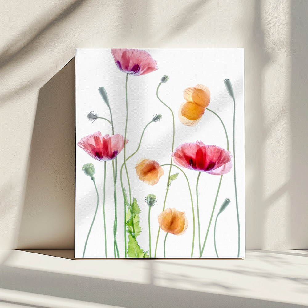Klaprozen | Canvas