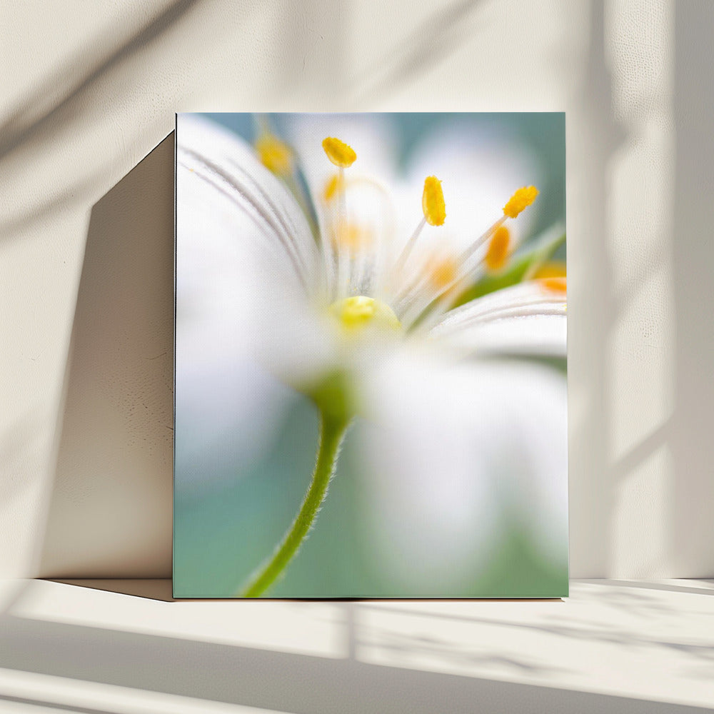 Stitchwort-verrassing | Canvas