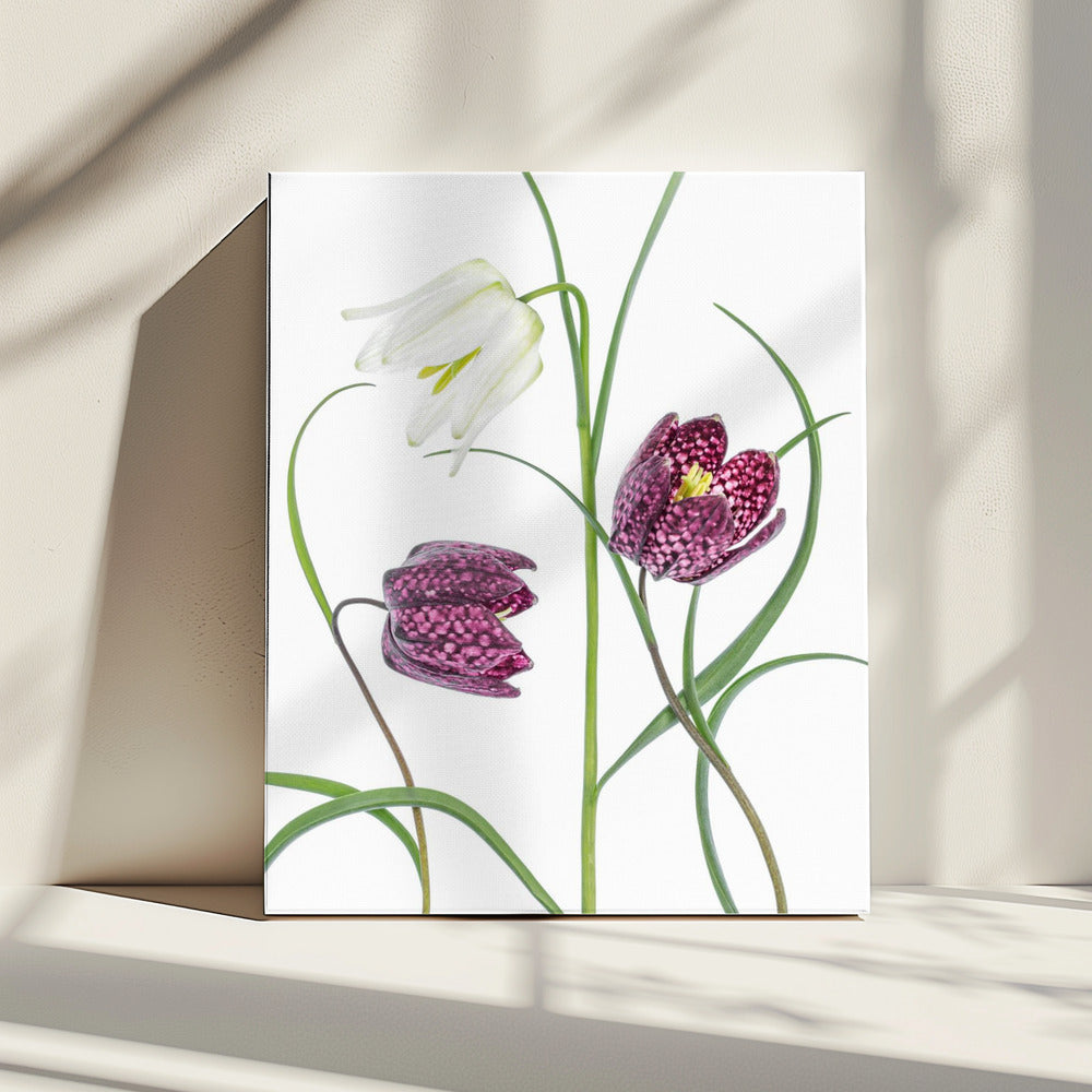 Slangenkopparelmoervlinder | Canvas