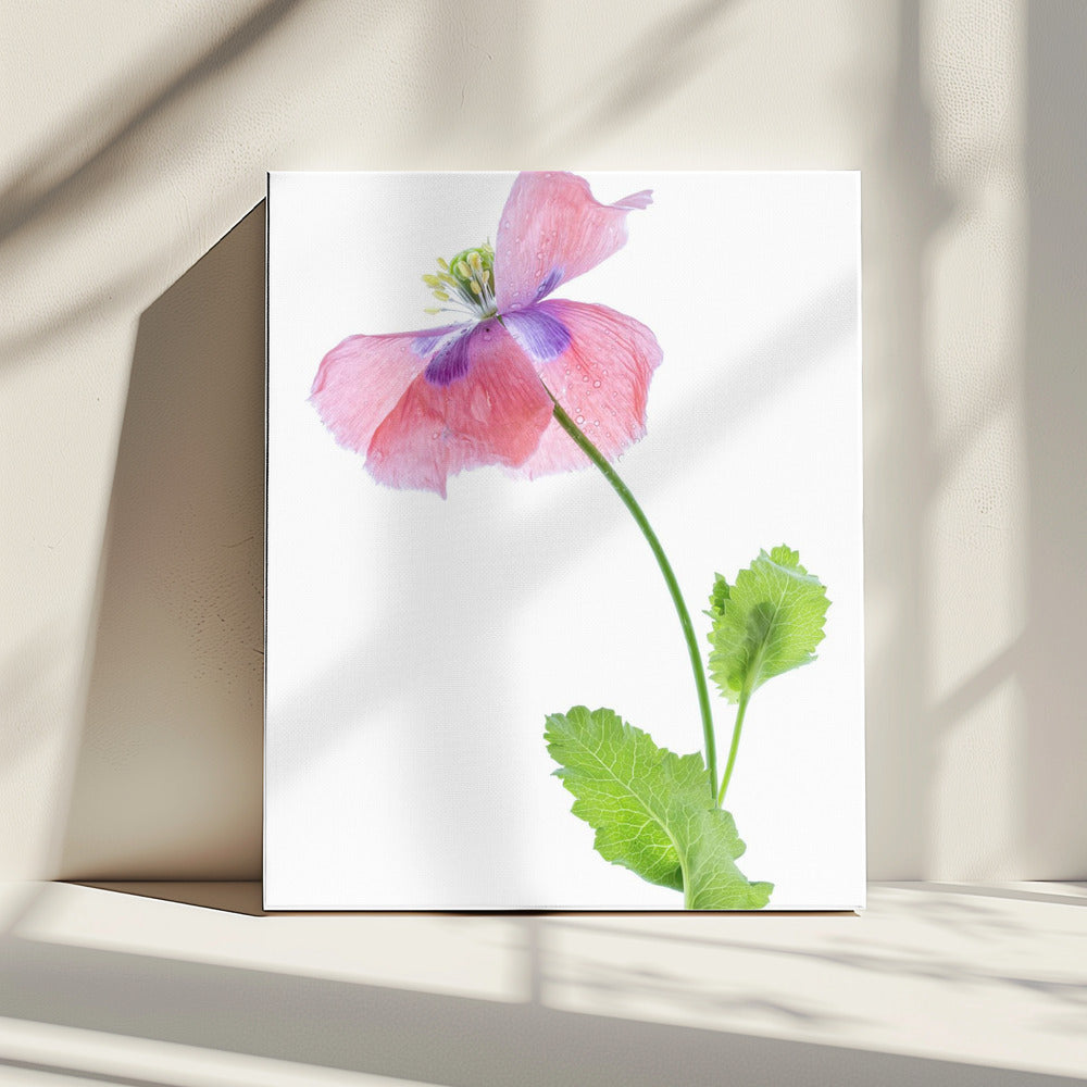 Klaproos | Canvas