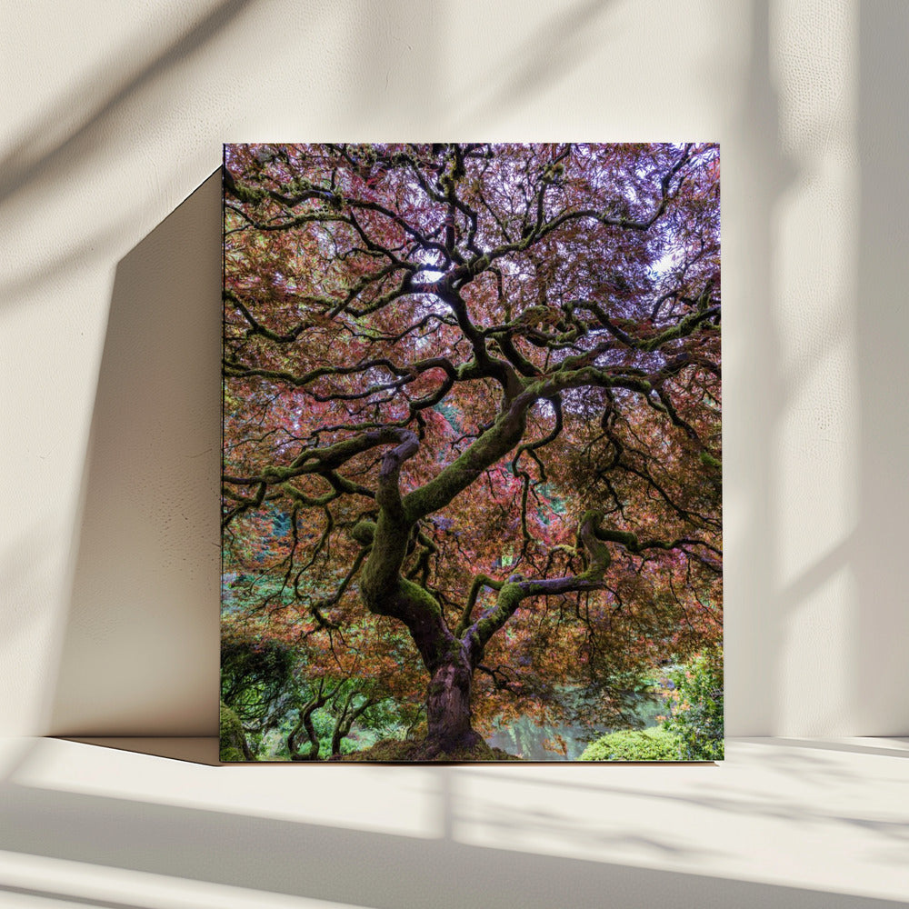 Japanse esdoorn | Canvas